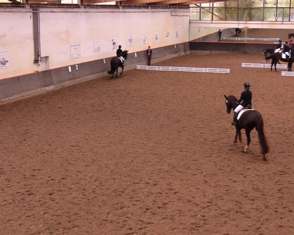 Reitturnier Dallgow 2017