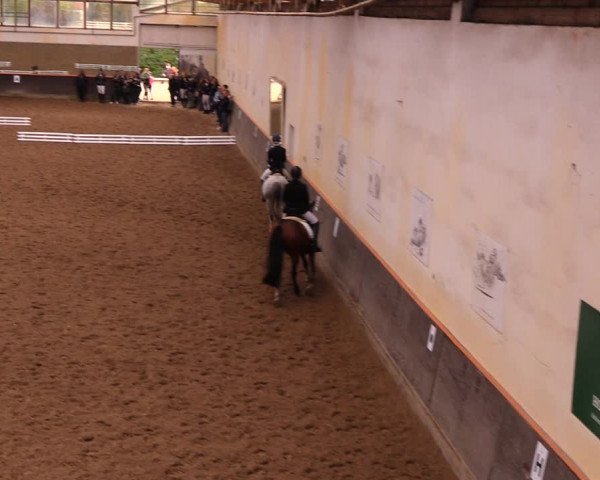 Reitturnier Dallgow 2017