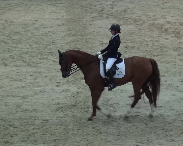 Reitturnier Mönchengladbach-Abtshof 2017