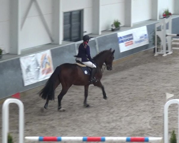 Reitturnier Mönchengladbach-Abtshof 2017