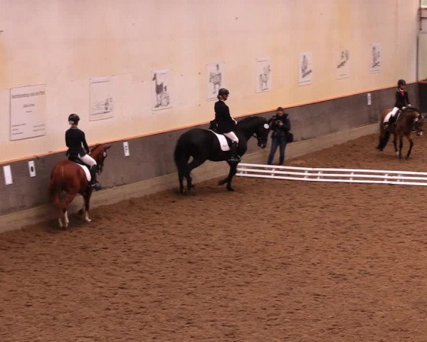 Reitturnier Dallgow 2017