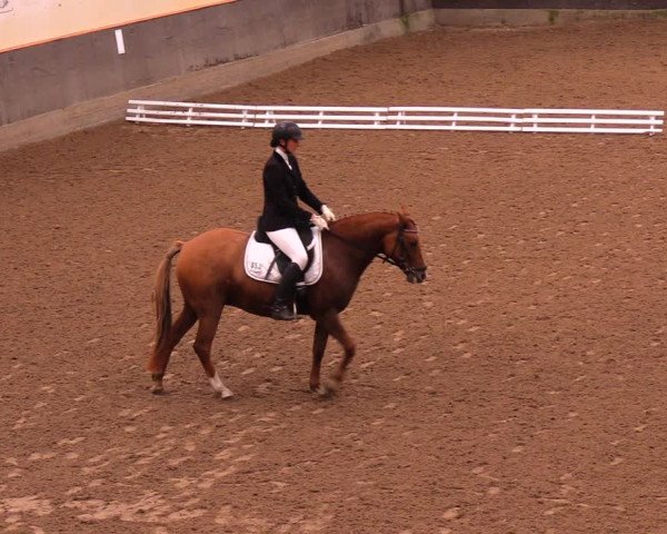 Reitturnier Dallgow 2017