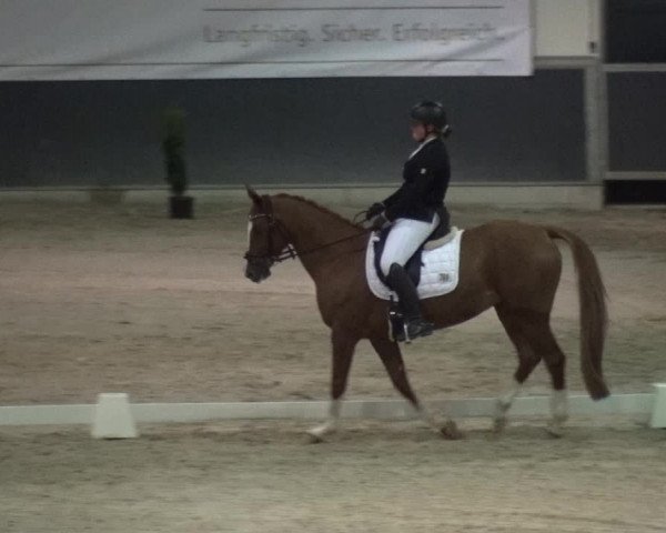 Reitturnier Mönchengladbach-Abtshof 2017