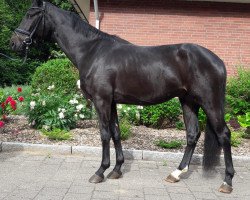 dressage horse Fastlove (Westphalian, 2015, from Finest)