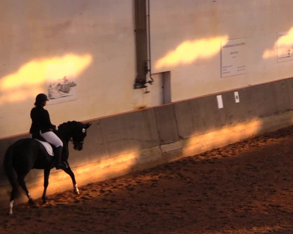 Reitturnier Dallgow 2017