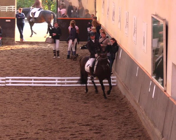 Reitturnier Dallgow 2017