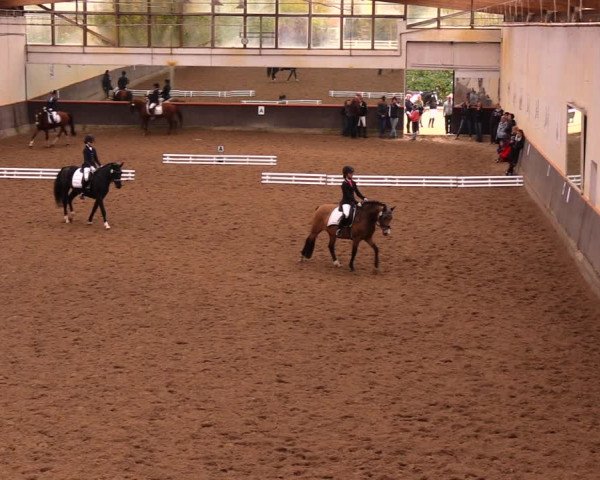 Reitturnier Dallgow 2017