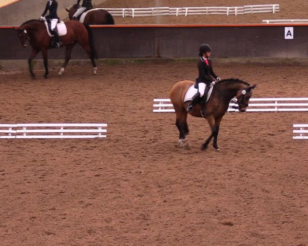 Reitturnier Dallgow 2017