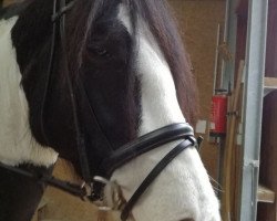 dressage horse Phoenix Paradoxa (unknown, 2011)