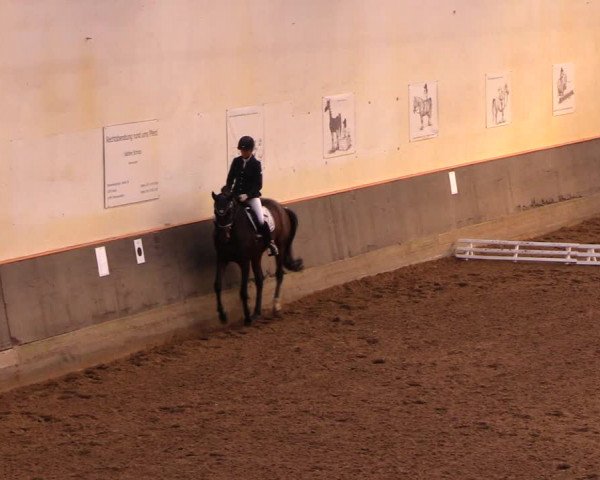 Reitturnier Dallgow 2017