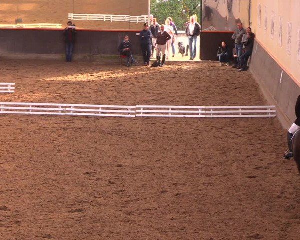 Reitturnier Dallgow 2017