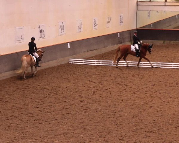 Reitturnier Dallgow 2017