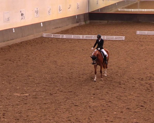 Reitturnier Dallgow 2017