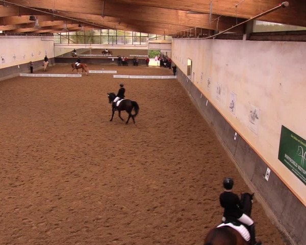Reitturnier Dallgow 2017