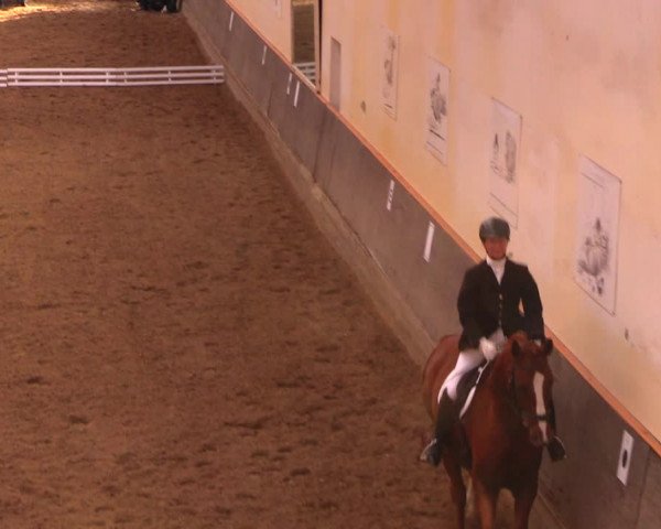 Reitturnier Dallgow 2017