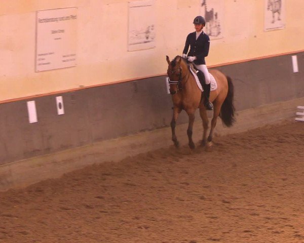 Reitturnier Dallgow 2017