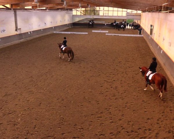 Reitturnier Dallgow 2017