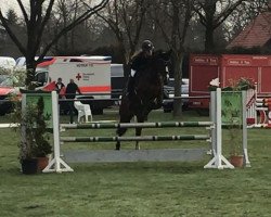 jumper Lobster 52 (Hanoverian, 2014, from Los Angeles)