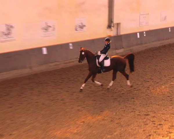 Reitturnier Dallgow 2017