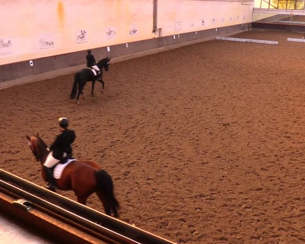 Reitturnier Dallgow 2017