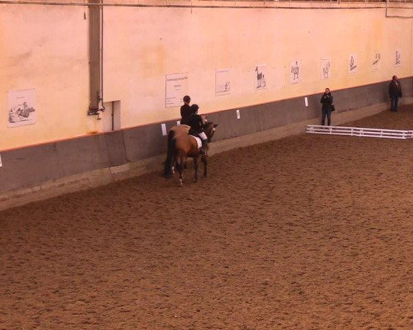 Reitturnier Dallgow 2017