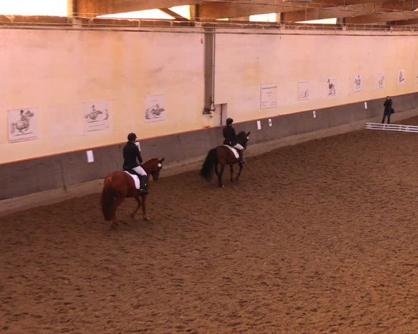 Reitturnier Dallgow 2017