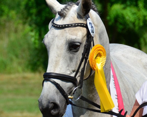 broodmare Chandra (Trakehner, 2009, from Imperio 3)