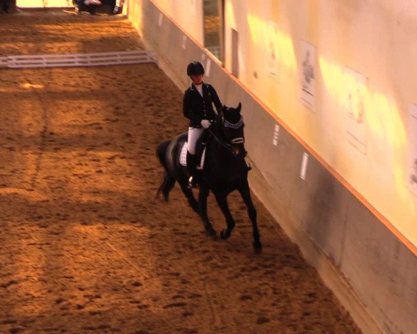 Reitturnier Dallgow 2017