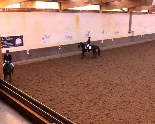 Reitturnier Dallgow 2017