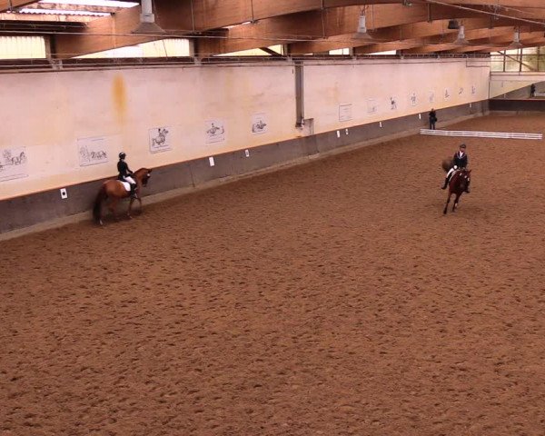 Reitturnier Dallgow 2017