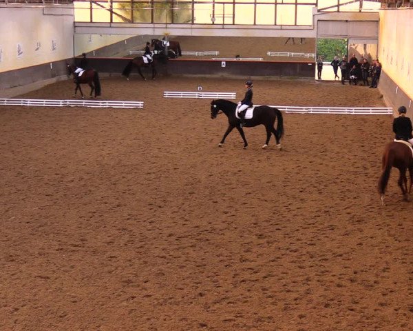 Reitturnier Dallgow 2017