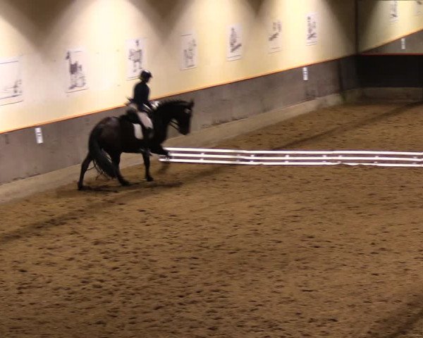 Reitturnier Dallgow 2017
