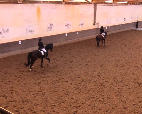 Reitturnier Dallgow 2017