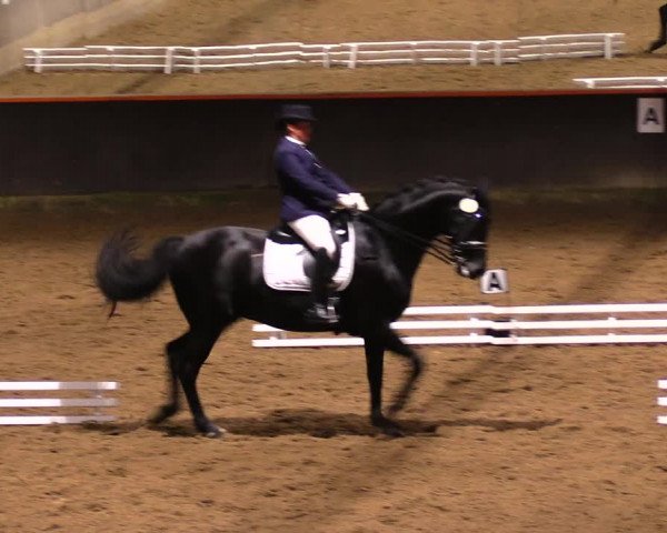 Reitturnier Dallgow 2017
