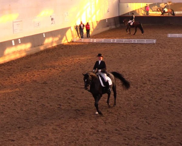 Reitturnier Dallgow 2017