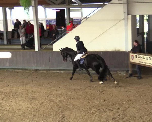 Reitturnier Vreden 2017