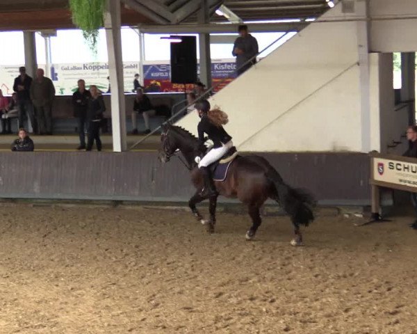 Reitturnier Vreden 2017