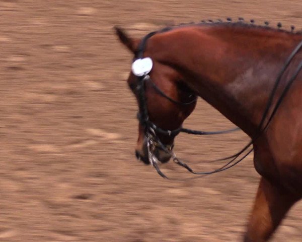 Reitturnier Dallgow 2017