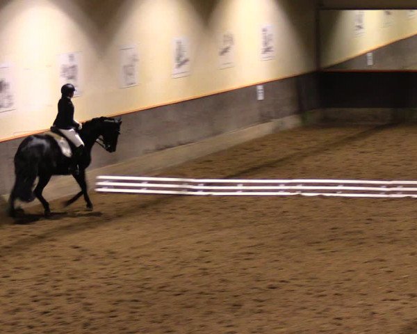 Reitturnier Dallgow 2017