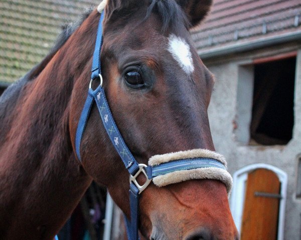 jumper Quimero (German Sport Horse, 2011, from Quiwi Dream) jumper Quimero (German Sport Horse, 2011, from Quiwi Dream)