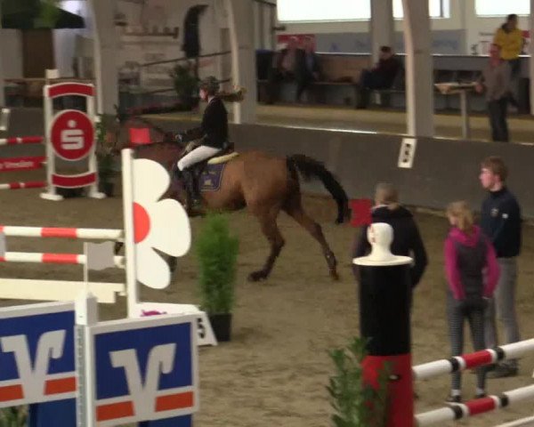 Reitturnier Vreden 2017