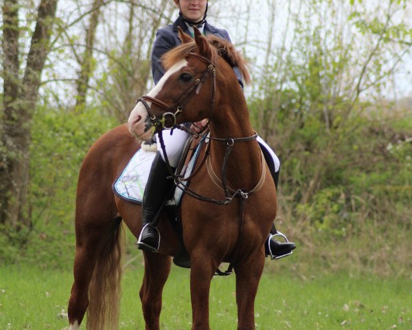 jumper Miro 234 (German Riding Pony, 2000, from Makuba)
