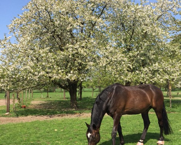 dressage horse Lorenzo 319 (Hanoverian, 2004, from Likoto xx)