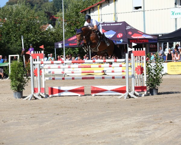 stallion DSP Superior (Zweibrücken, 2010, from Stalypso)
