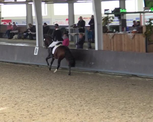 Reitturnier Vreden 2017
