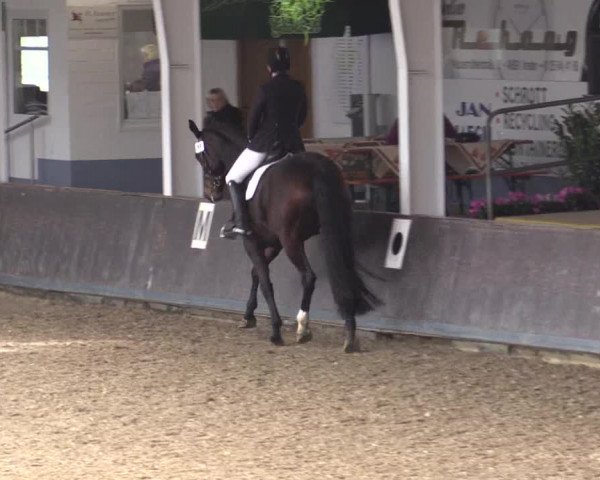 Reitturnier Vreden 2017