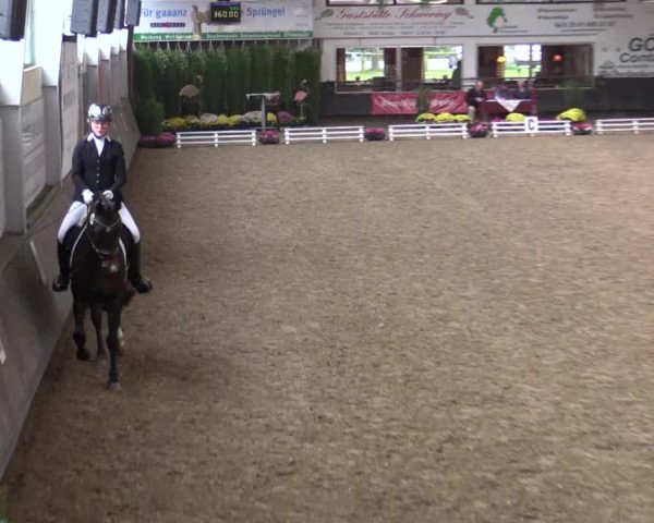 Reitturnier Vreden 2017