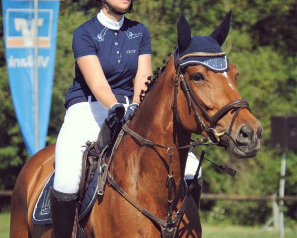 jumper Golden Princess G (Bavarian, 2011, from Acolydor)
