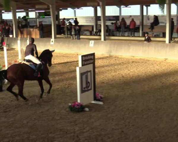 Reitturnier Vreden 2017