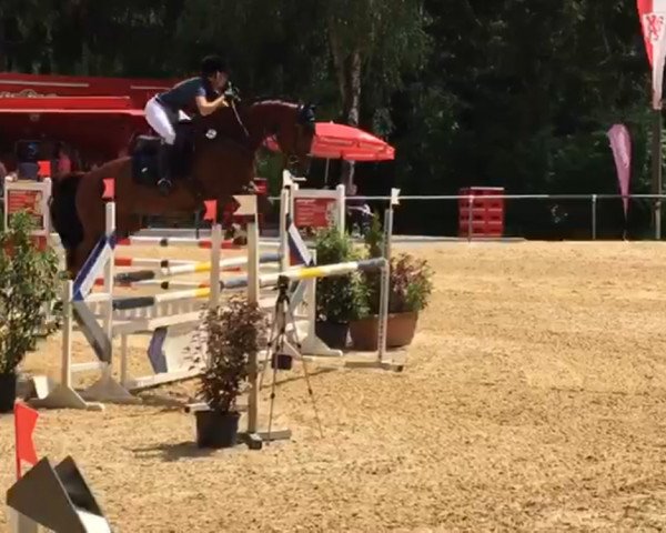 jumper Ligardo (Württemberger, 2012, from Lyjanero)